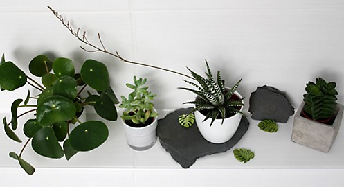 Pilea Grünpflanzen auf Schieferplatten