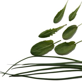 Variante mit weiteren Kräutern – Löwenzahn, Sauerampfer, Schnittlauch